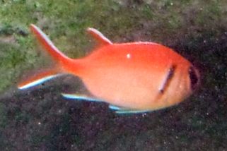Myripristis jacobus - Karibischer Halsband-Soldatenfisch (Jacobus-Soldatenfisch)